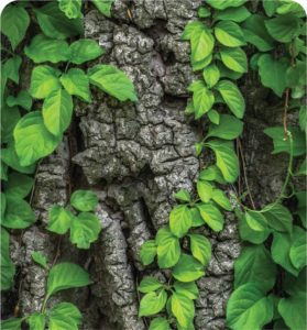 Écorce de bois et feuilles