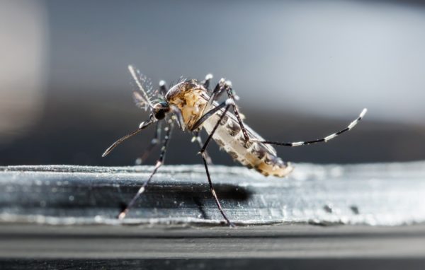 Moustique Tigre et cas de Dengue Lot-et-Garonne